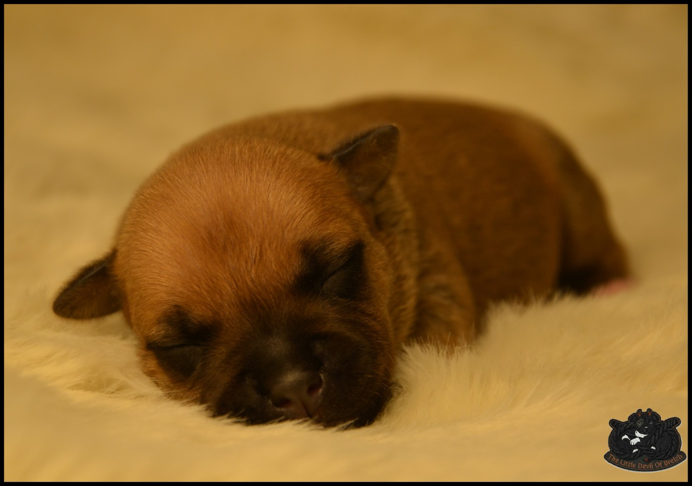 CHIOT 3