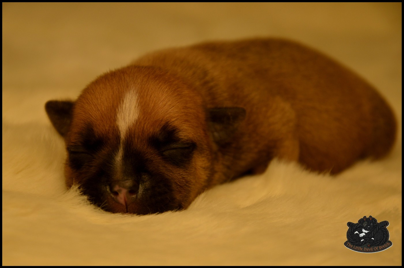 CHIOT 4