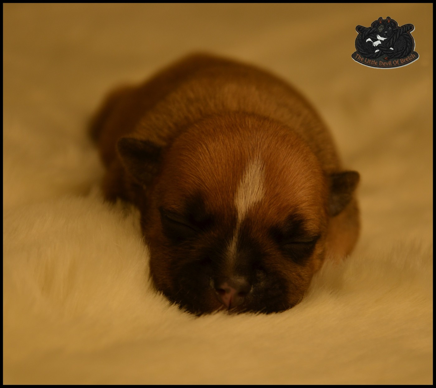 CHIOT 4