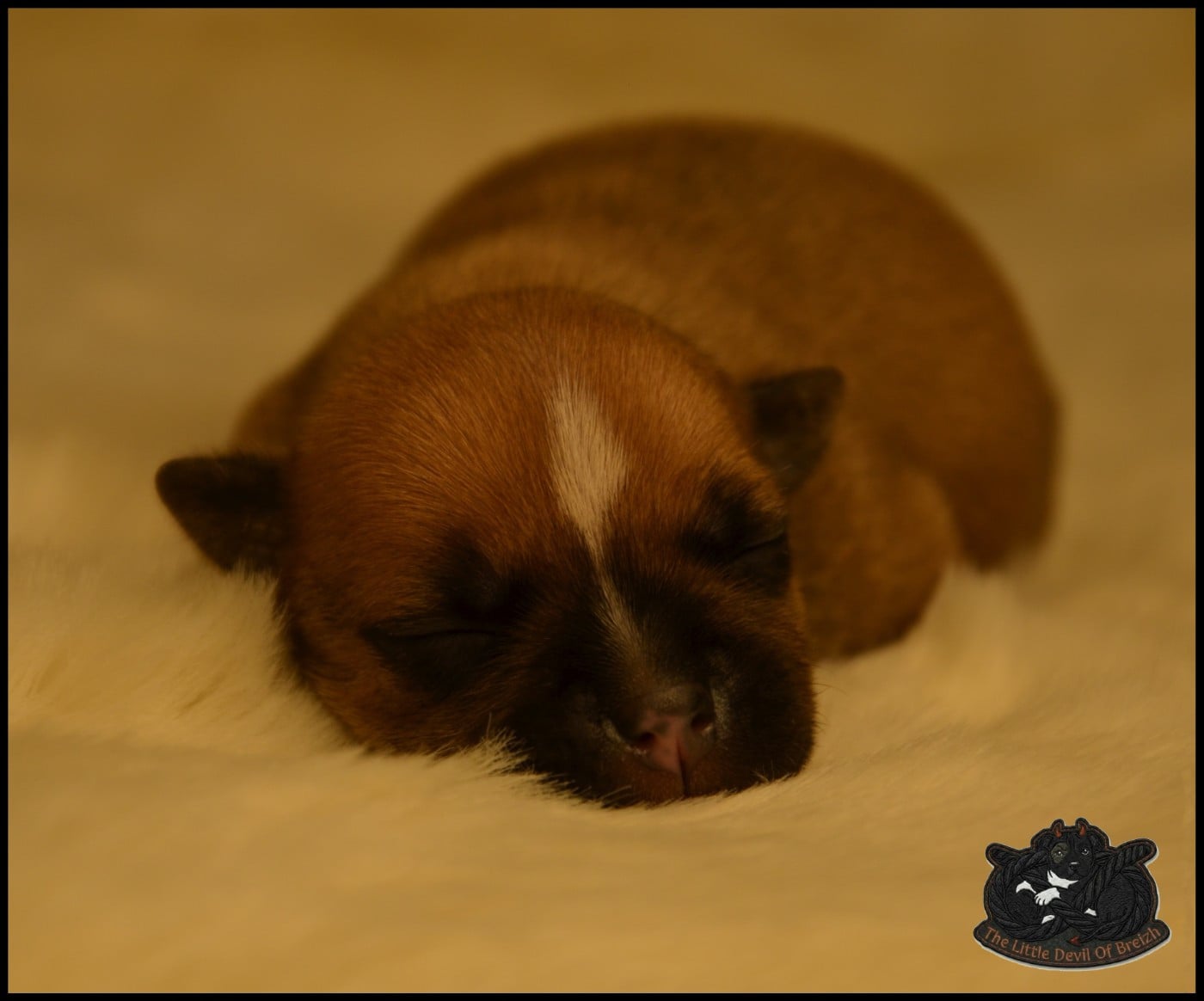 CHIOT 4