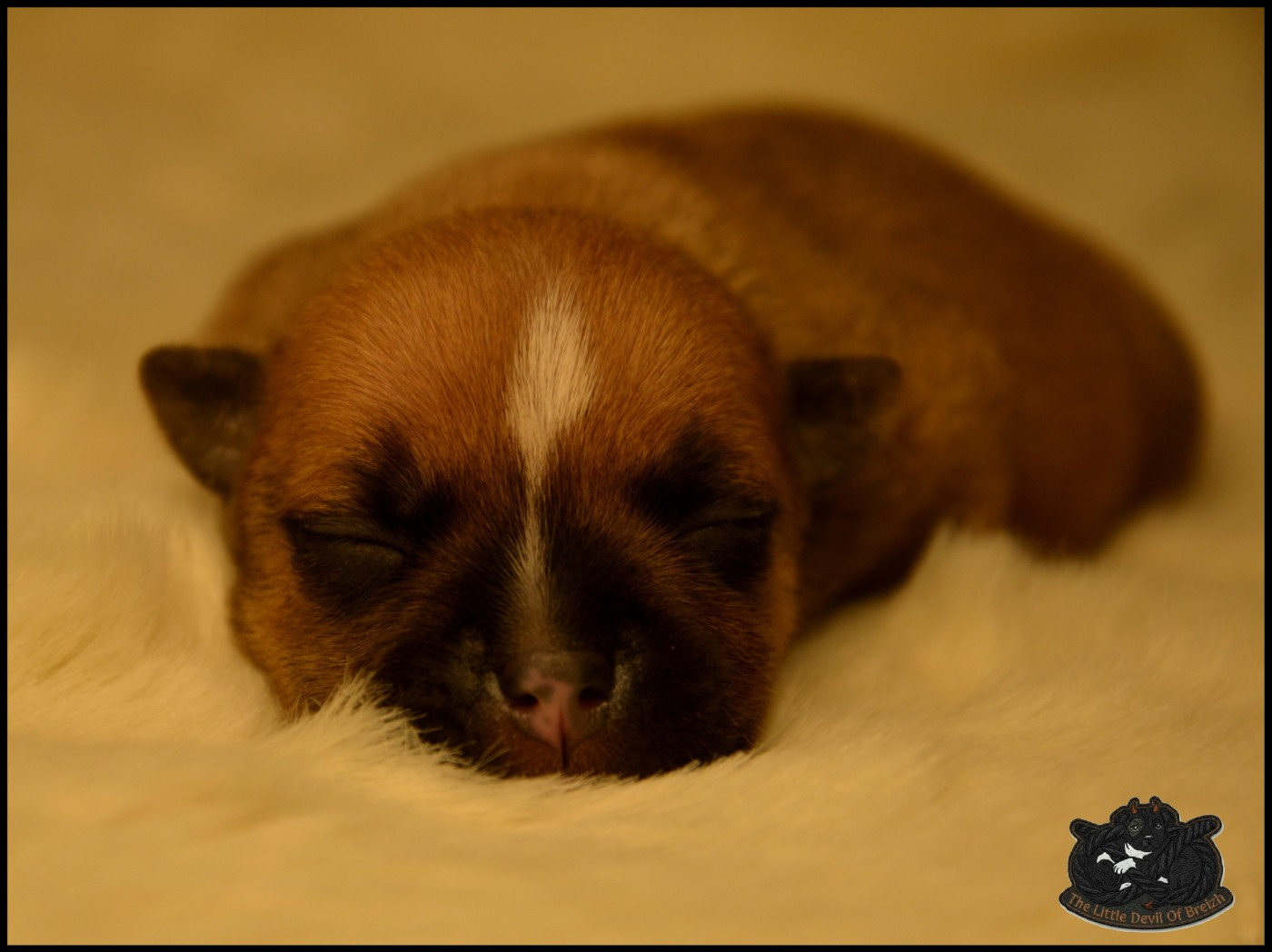 CHIOT 4