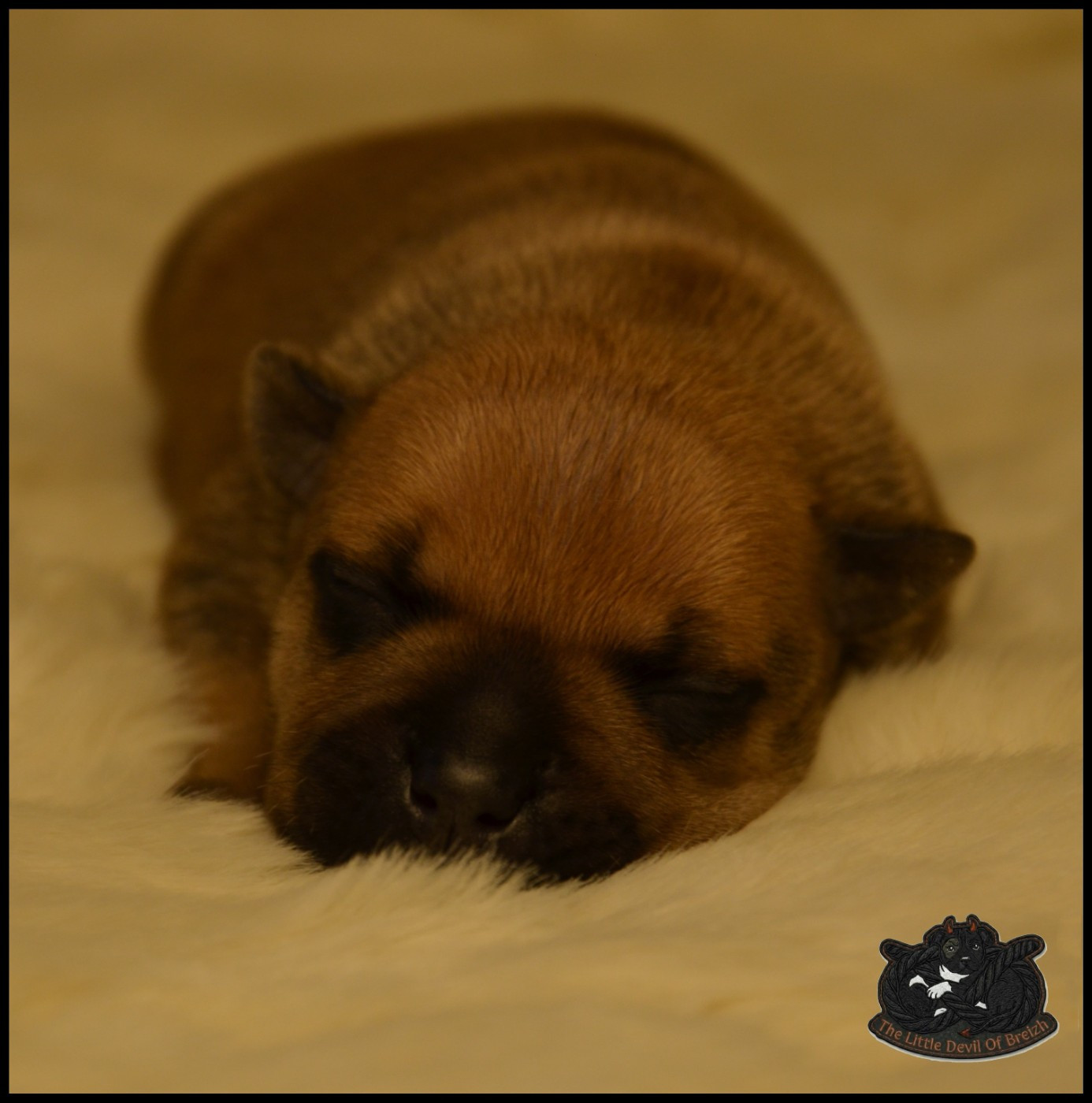 CHIOT 5