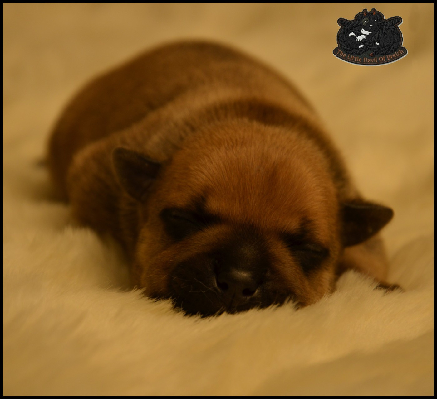 CHIOT 5