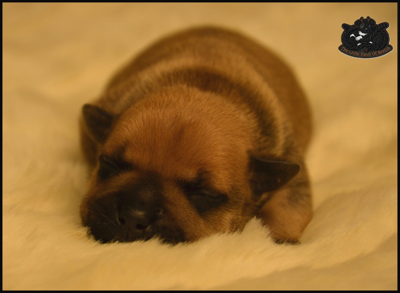 CHIOT 5