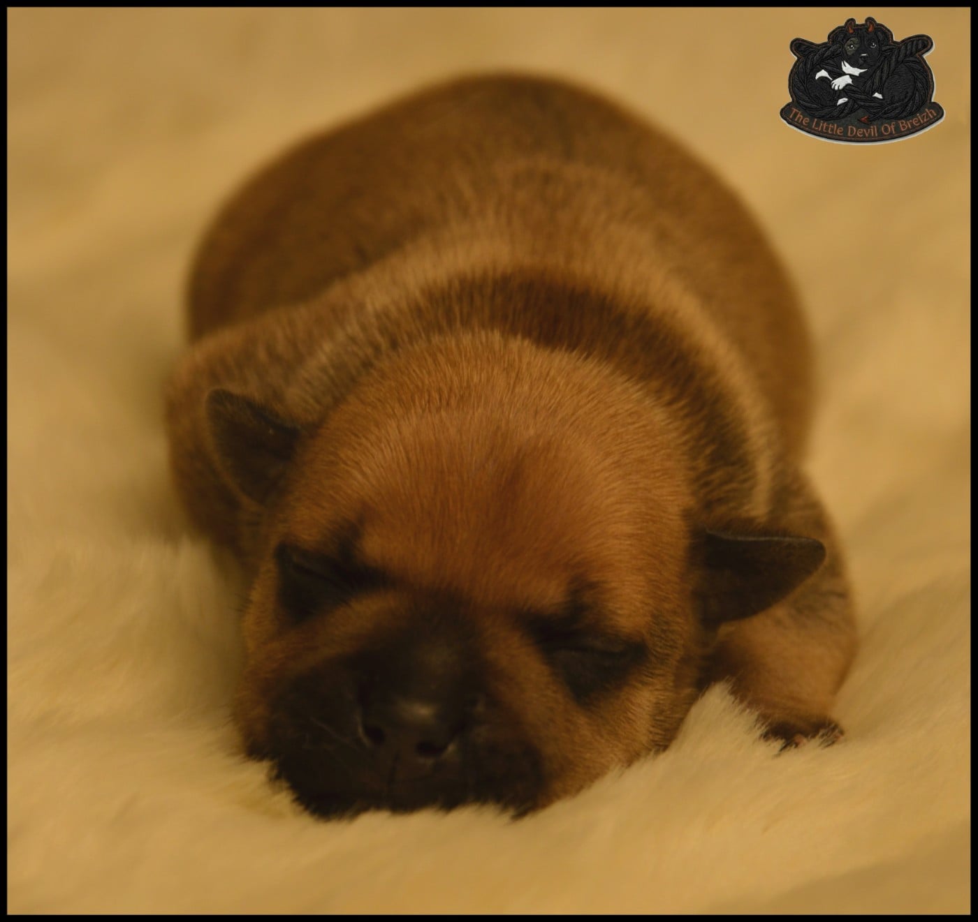 CHIOT 5