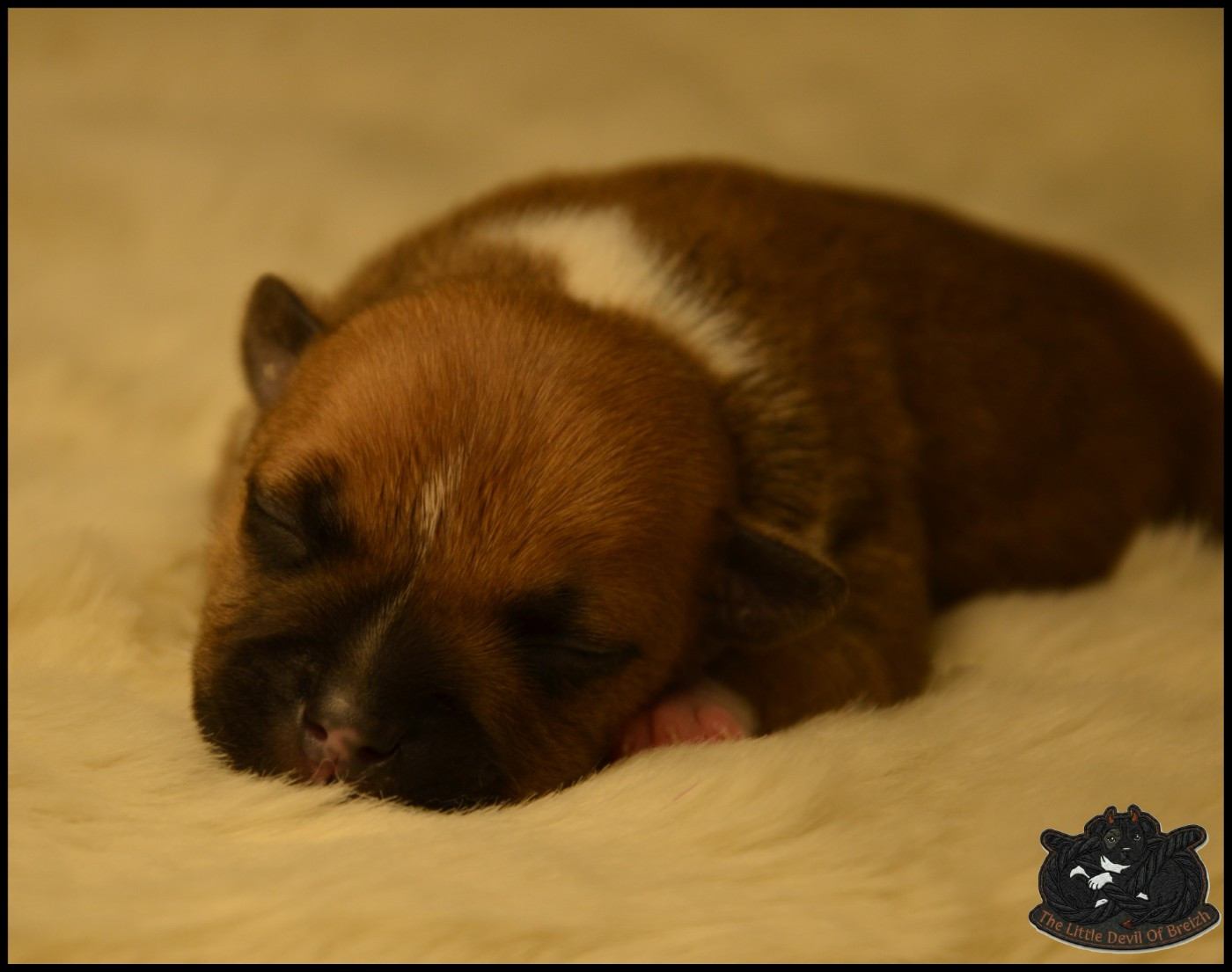 CHIOT 6