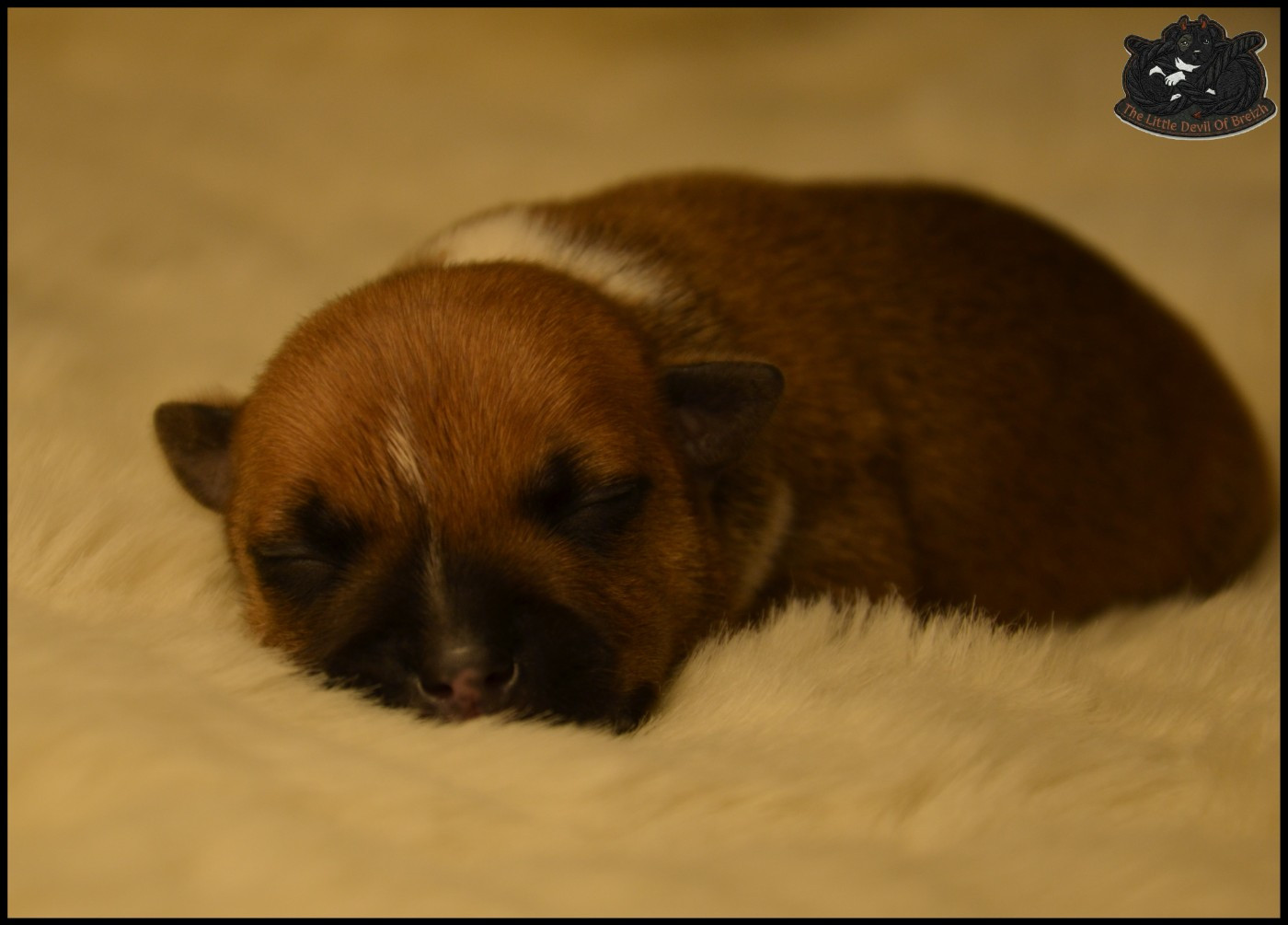 CHIOT 6