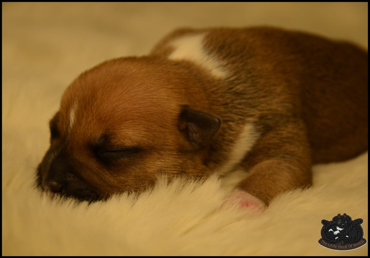 CHIOT 6