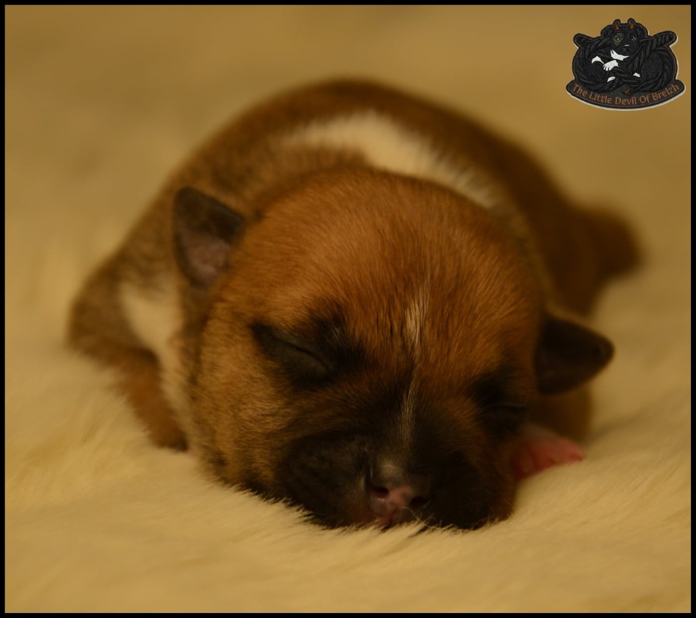 CHIOT 6