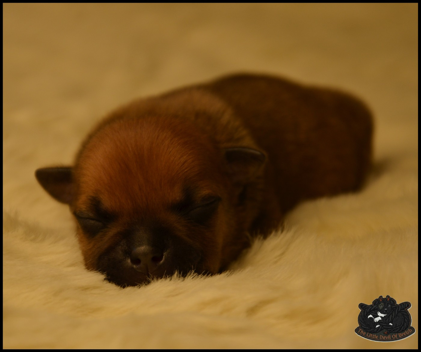 CHIOT 7
