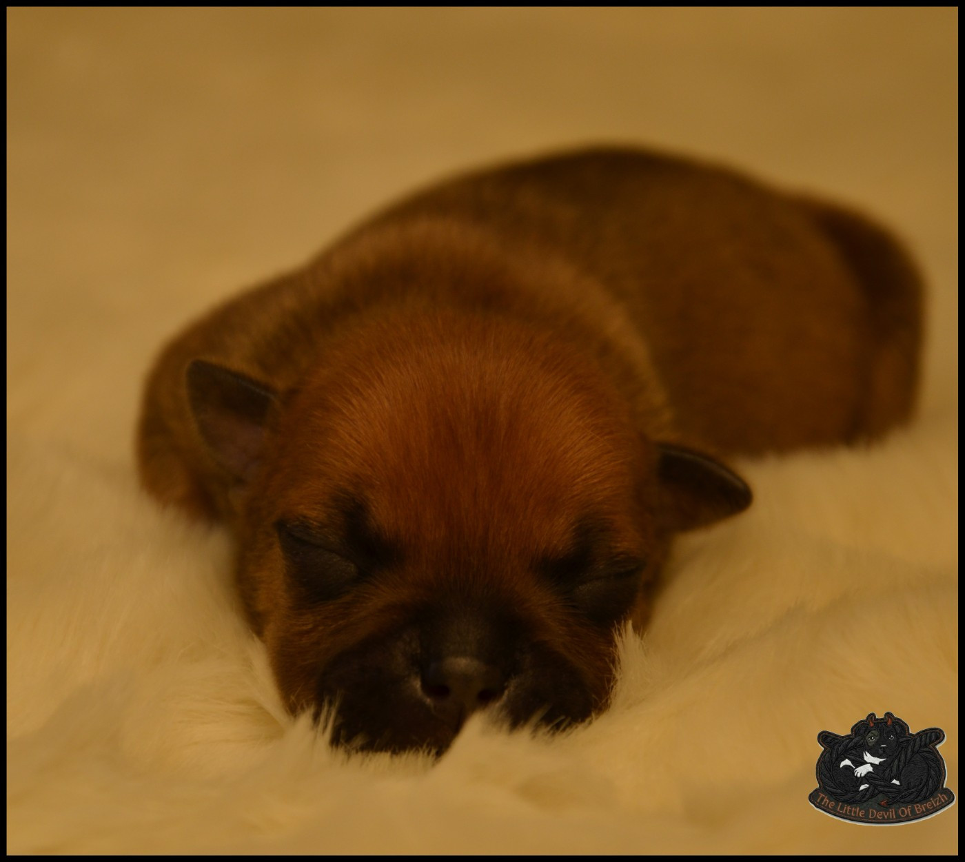 CHIOT 7