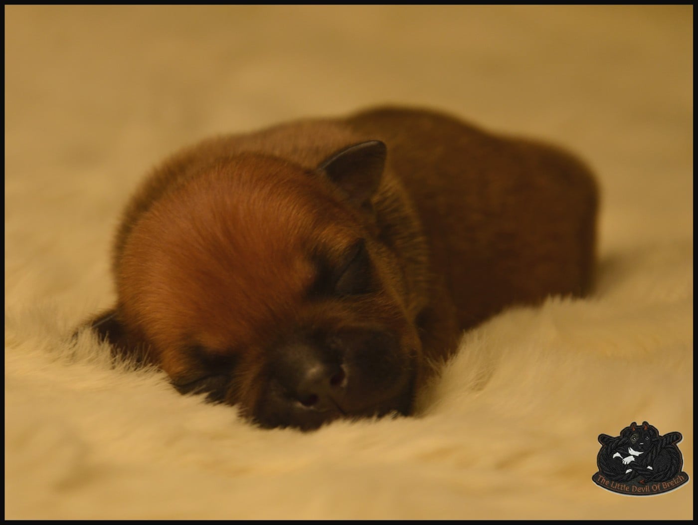 CHIOT 7