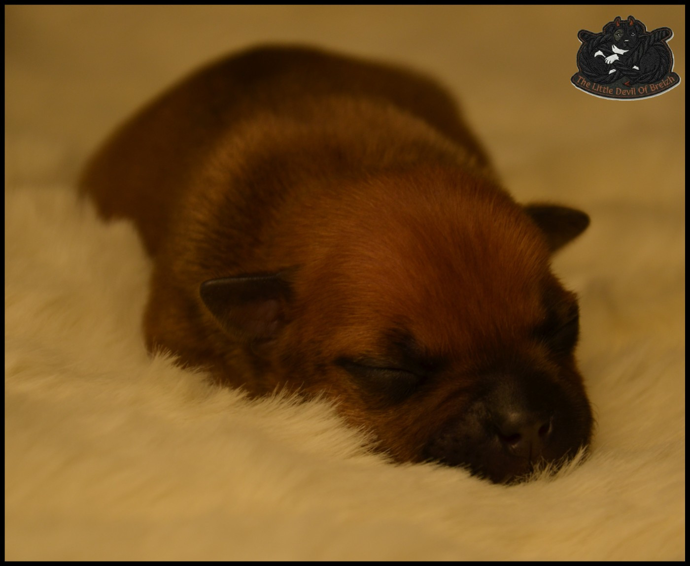 CHIOT 7