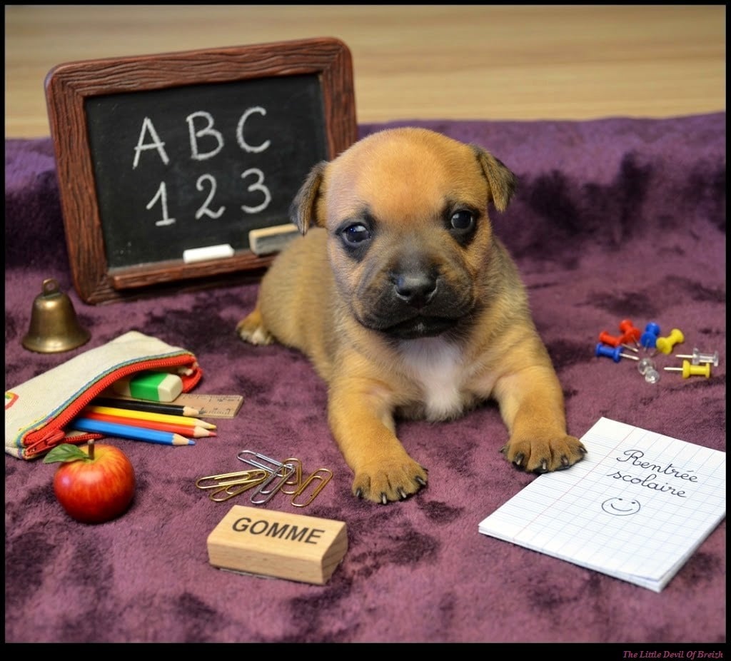CHIOT 5