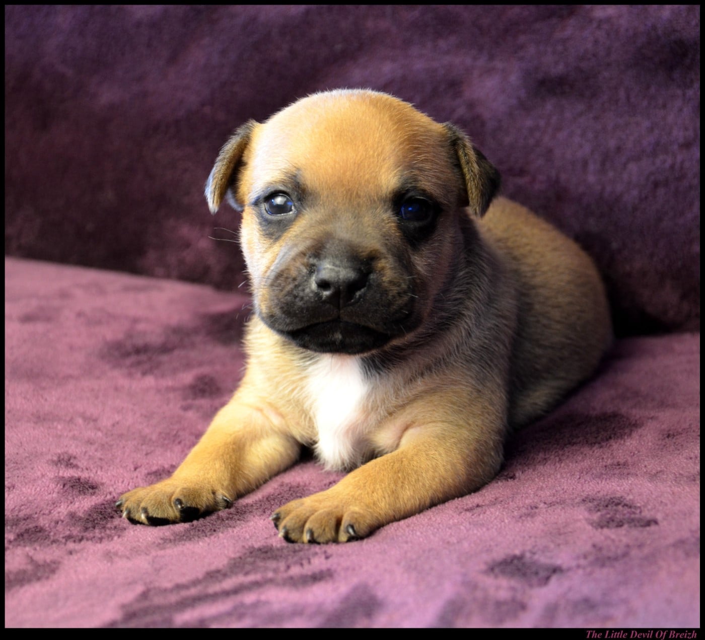 CHIOT 5