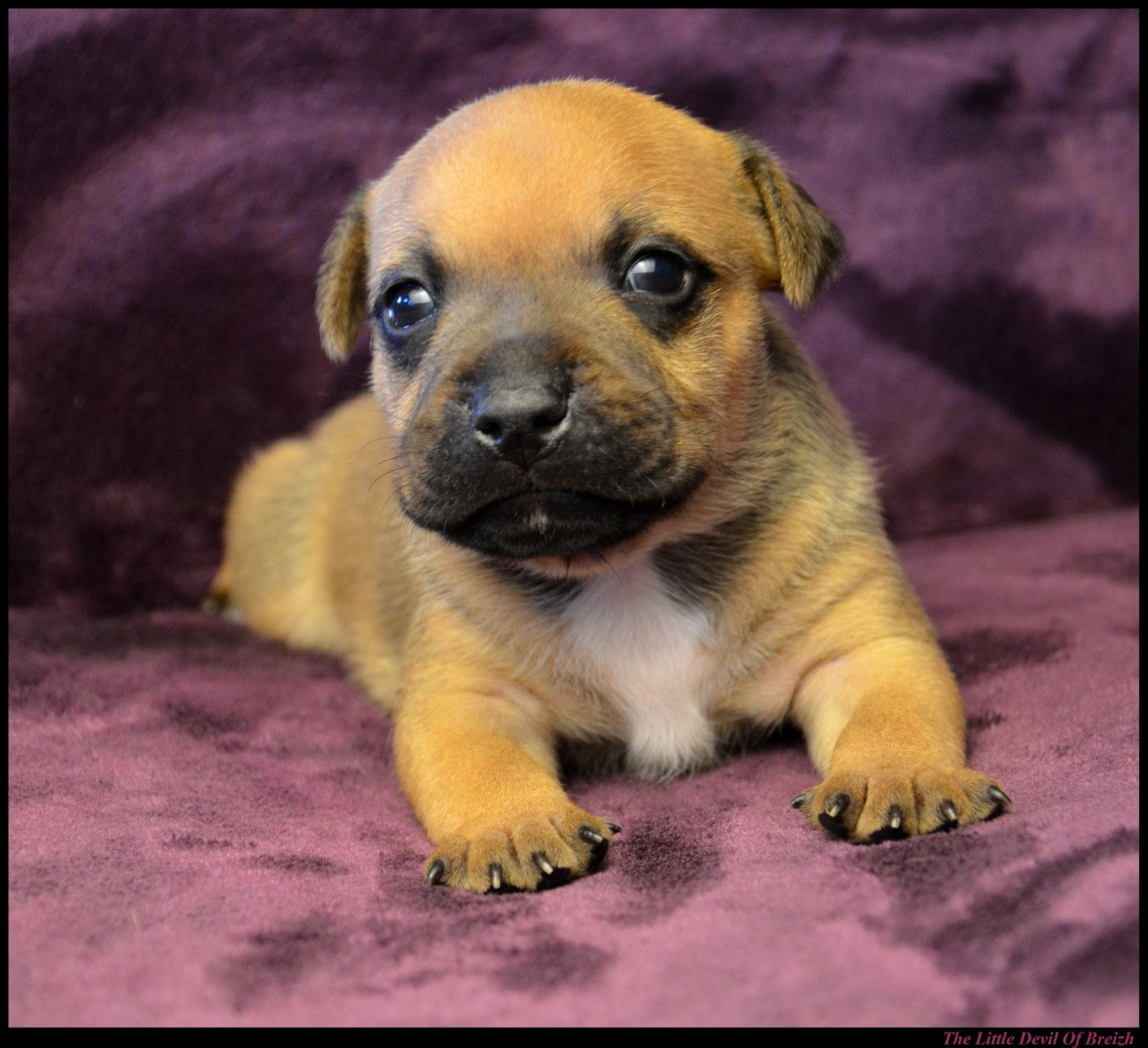 CHIOT 5