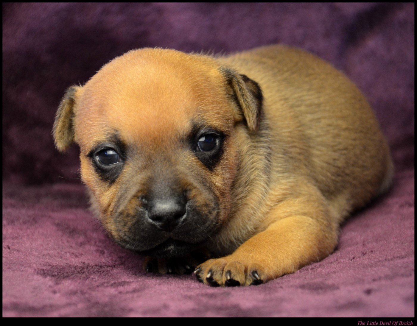 CHIOT 5