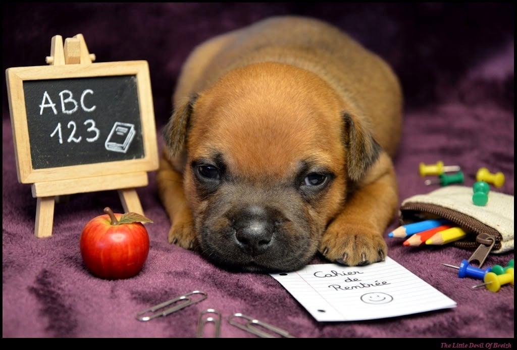 CHIOT 7