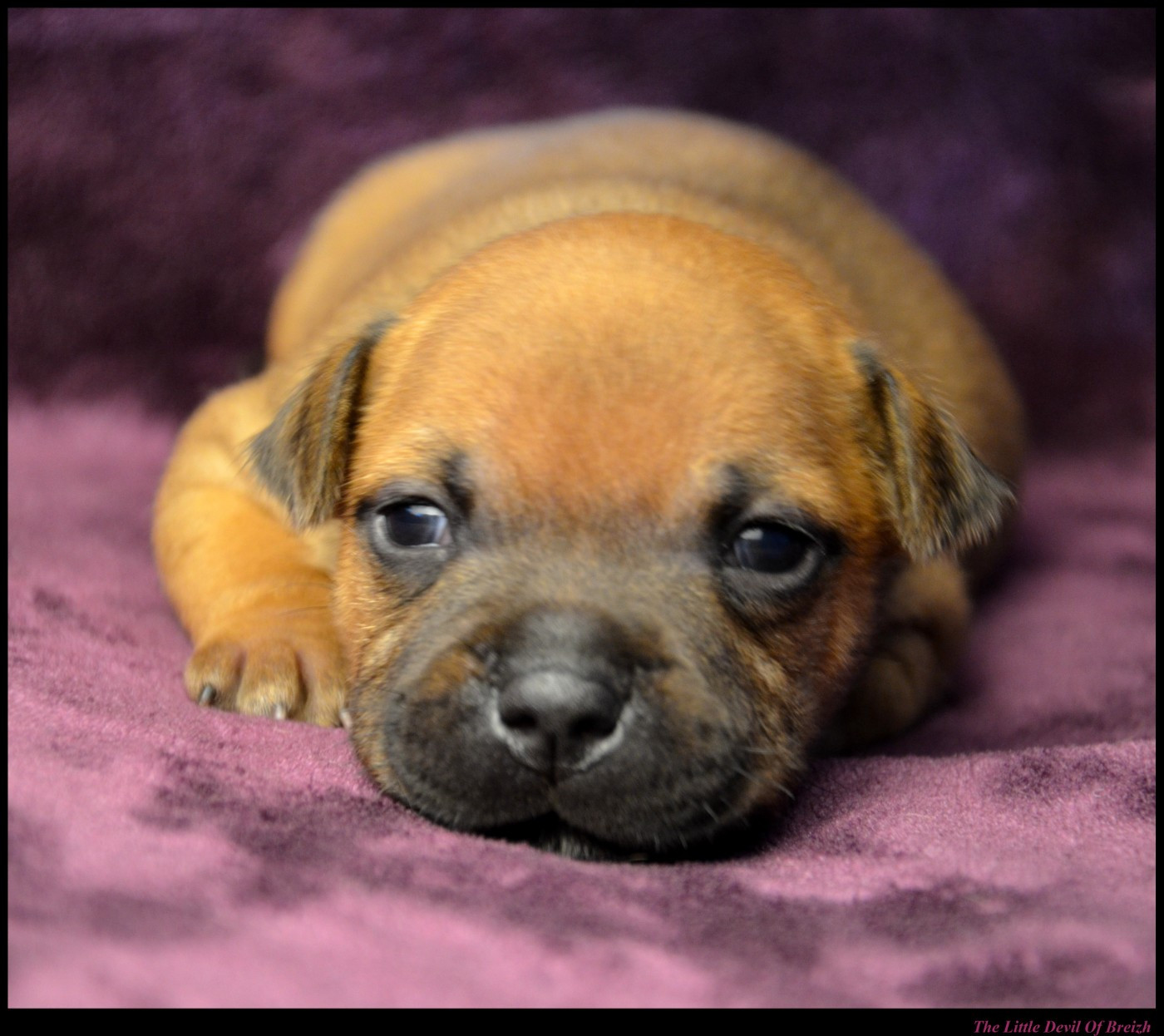 CHIOT 7