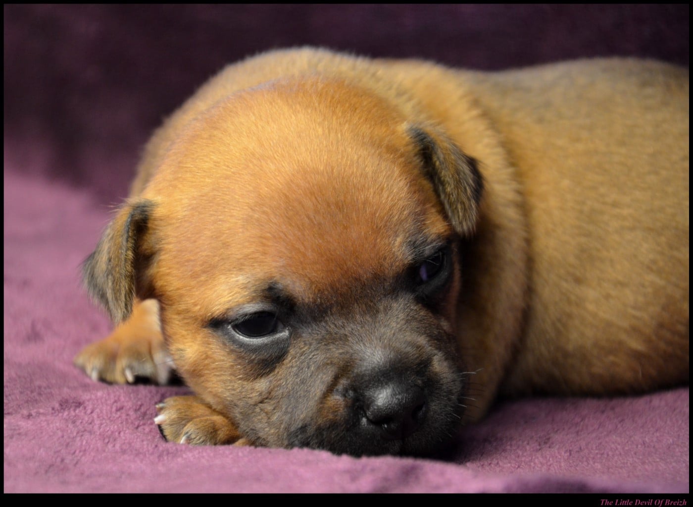 CHIOT 7