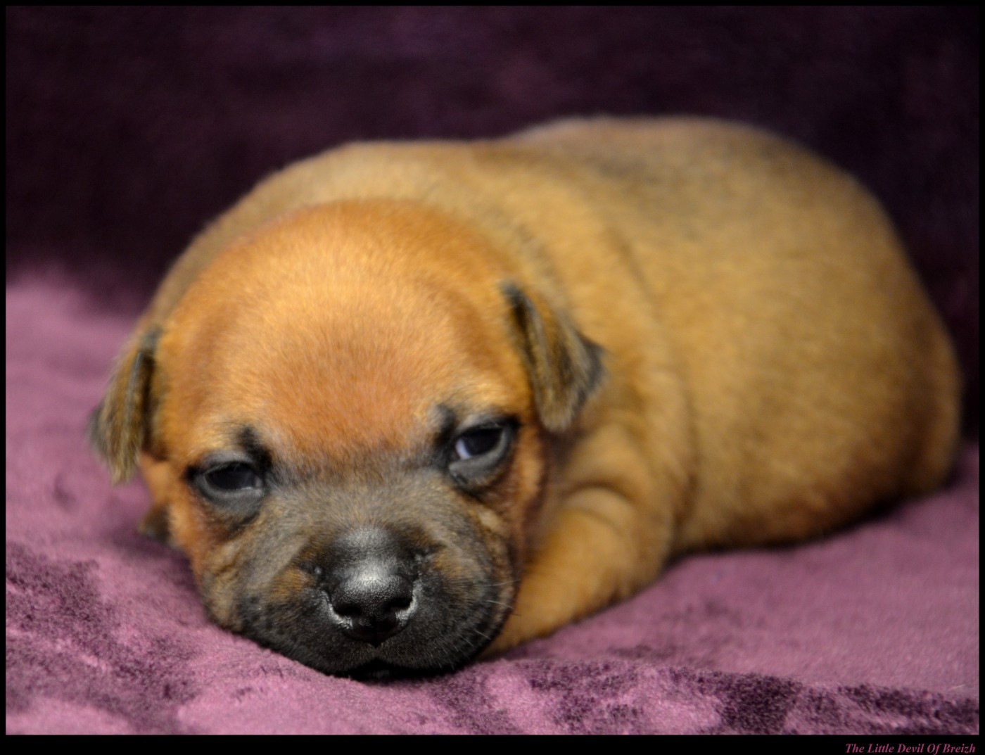 CHIOT 7