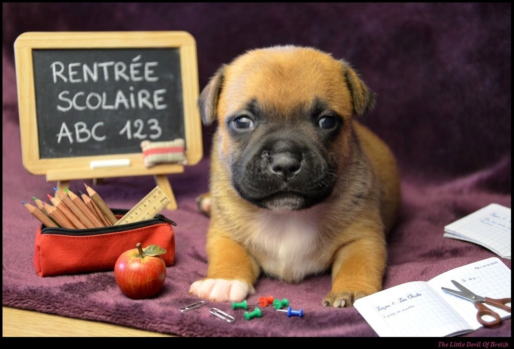 CHIOT 1