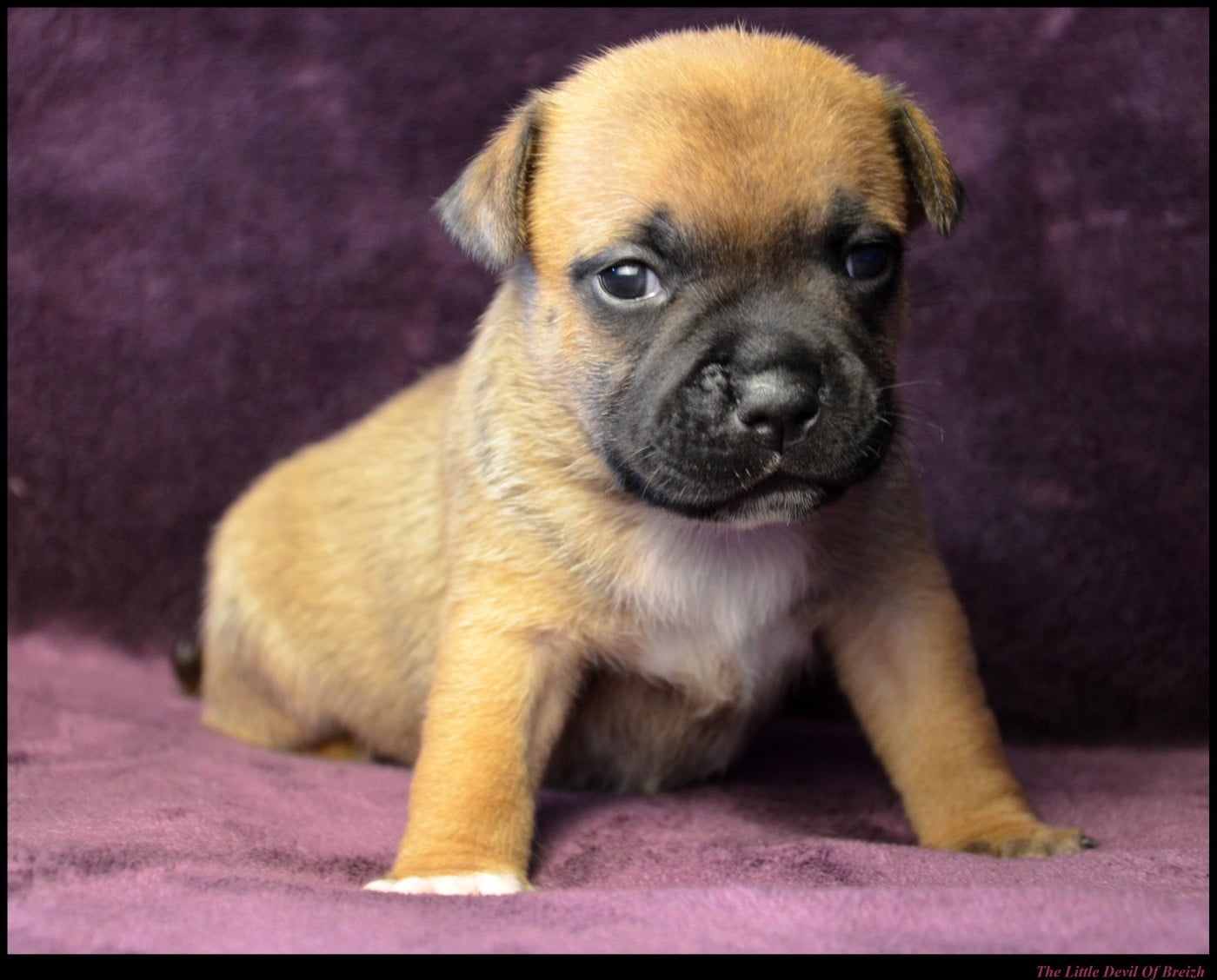 CHIOT 1
