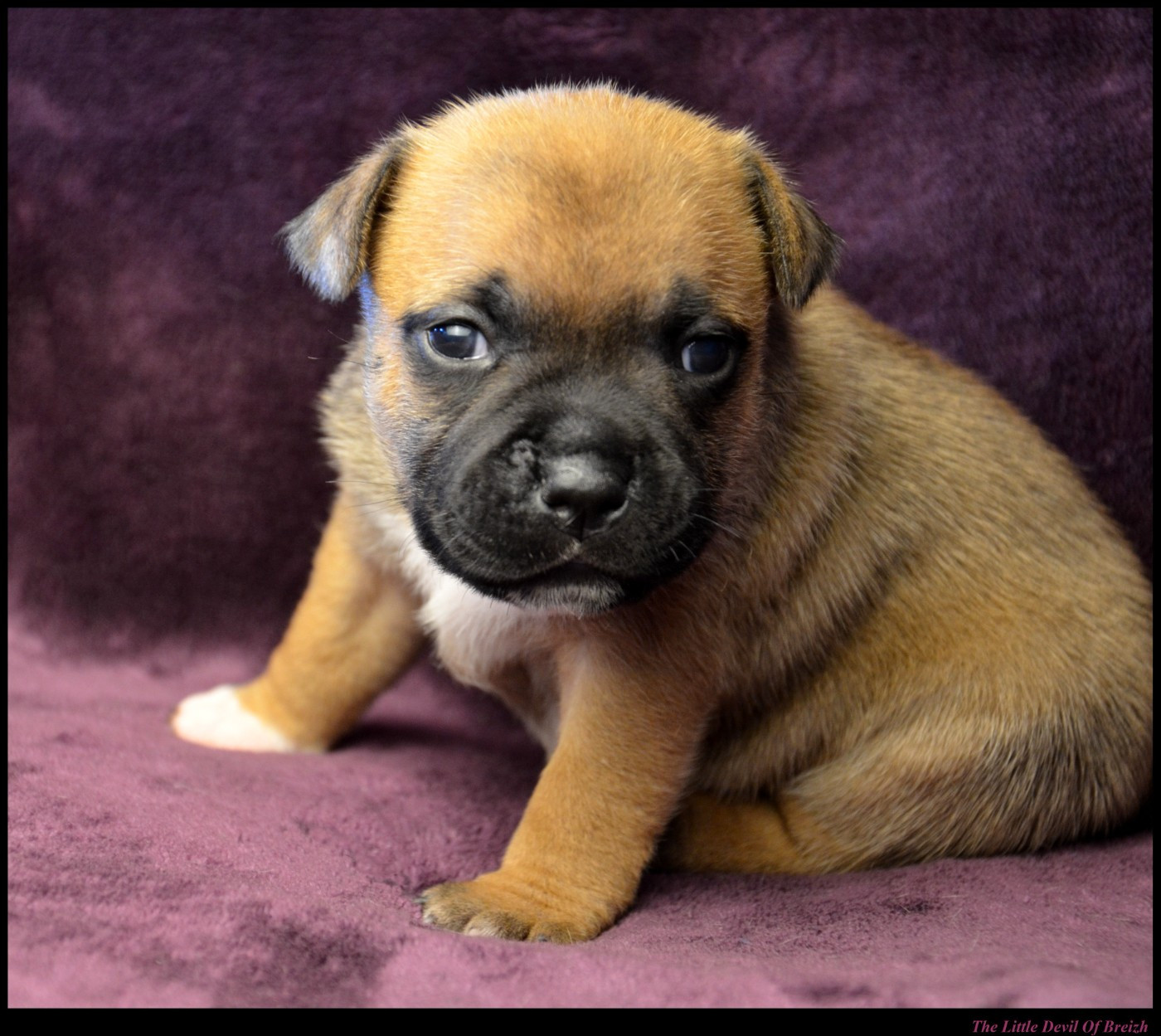 CHIOT 1