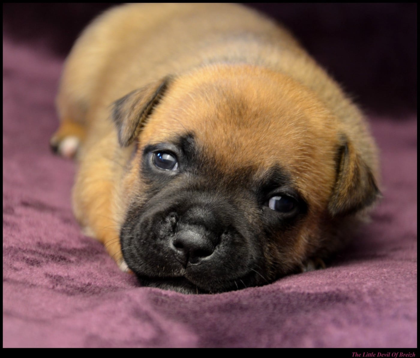 CHIOT 1