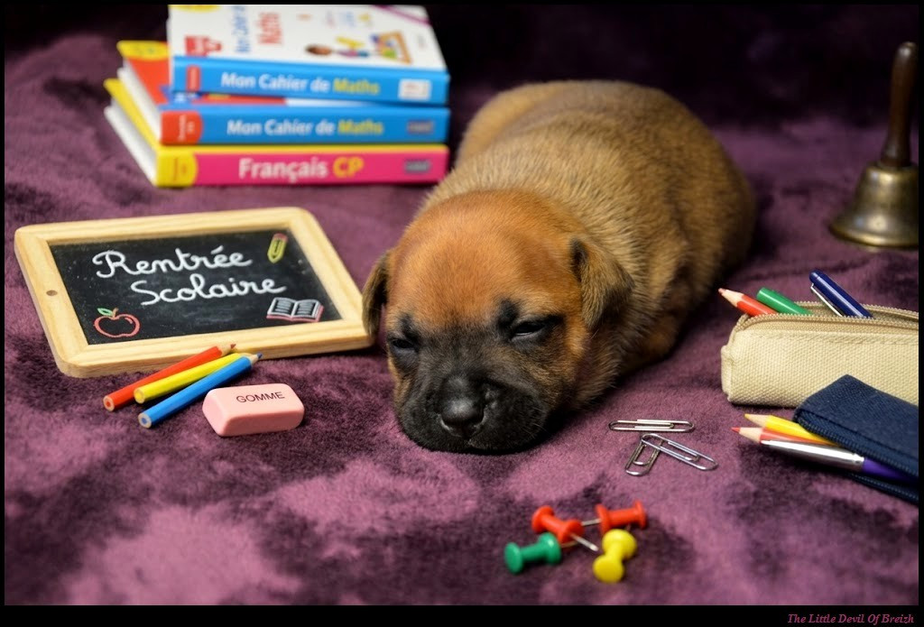 CHIOT 2