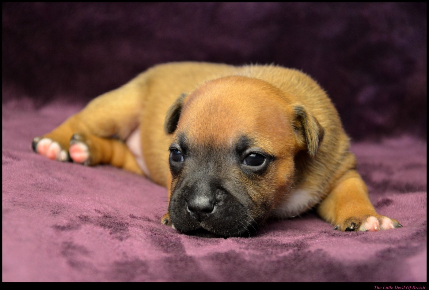CHIOT 2
