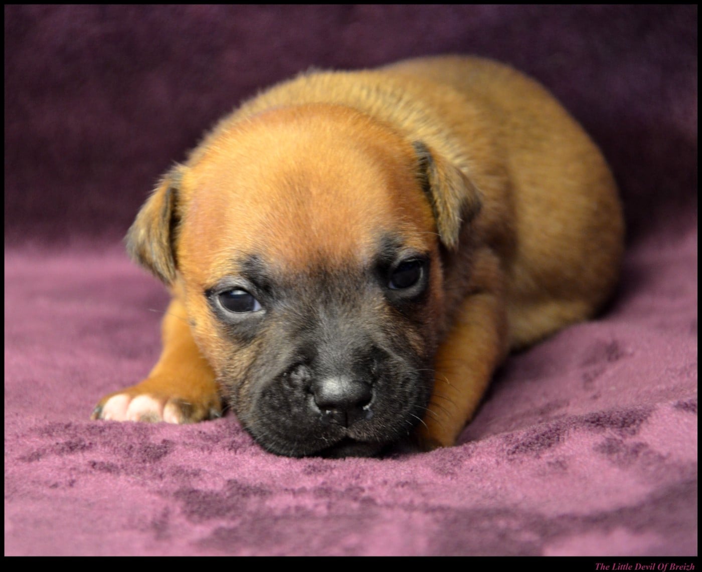 CHIOT 2