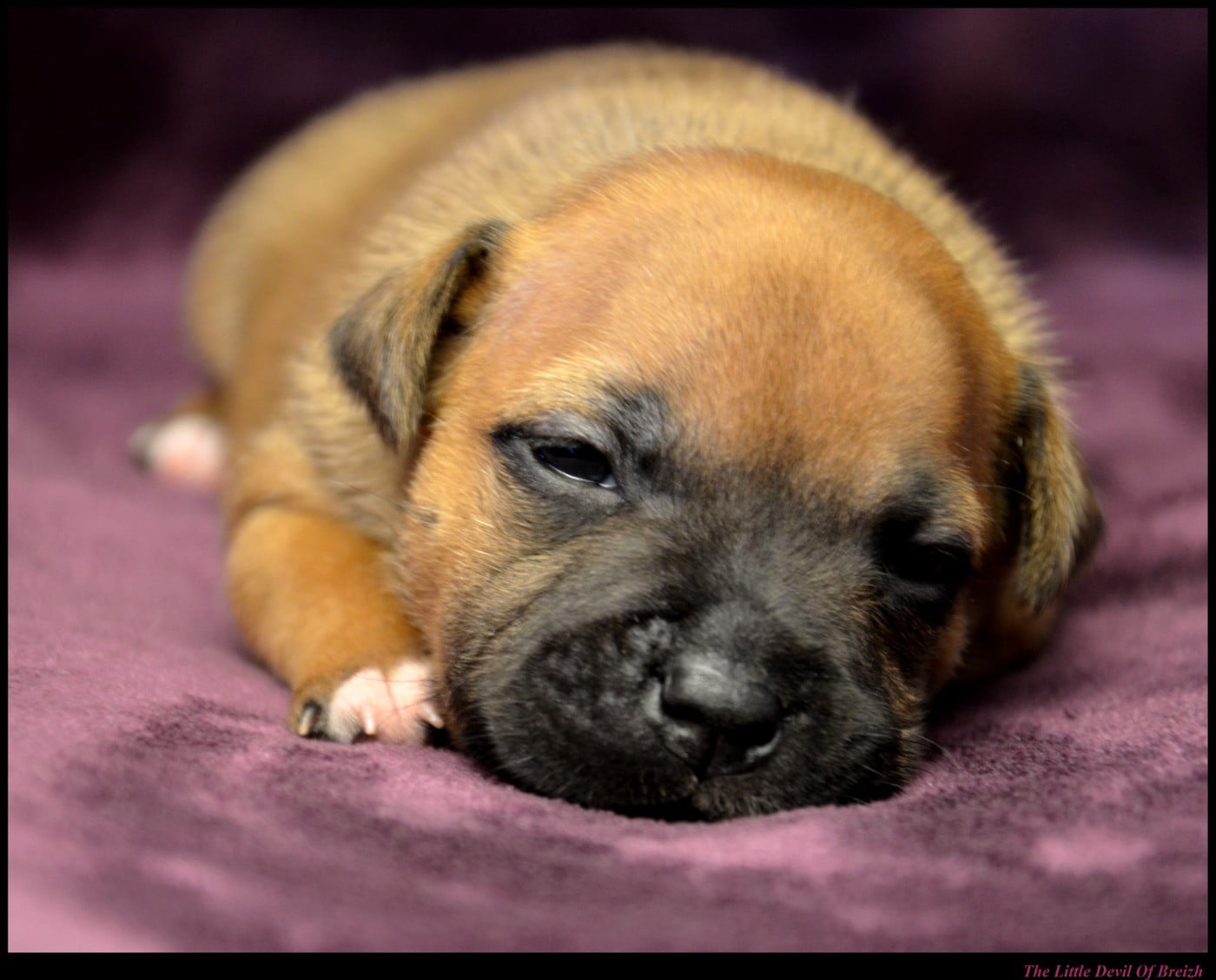 CHIOT 2