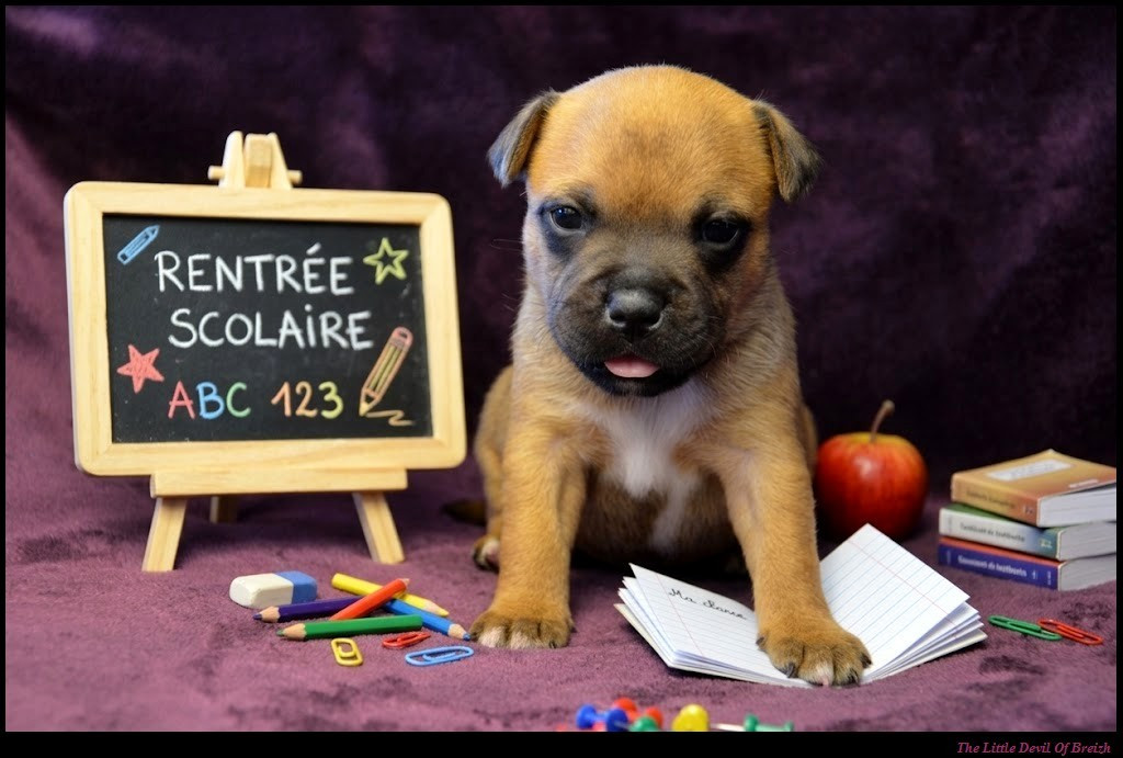CHIOT 3