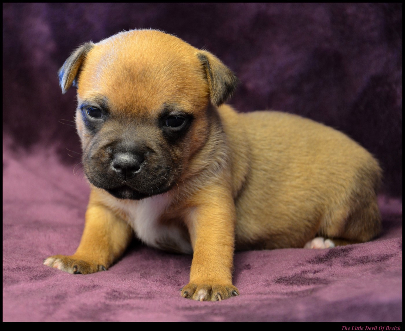 CHIOT 3