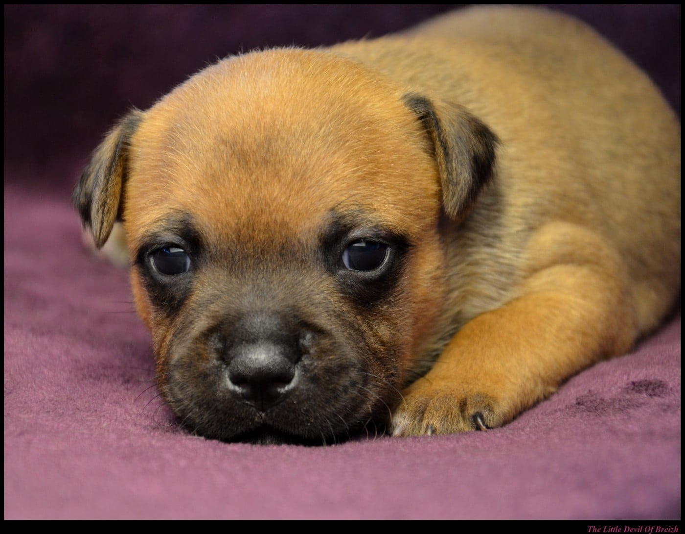 CHIOT 3