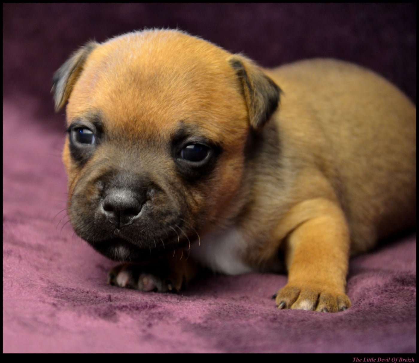 CHIOT 3