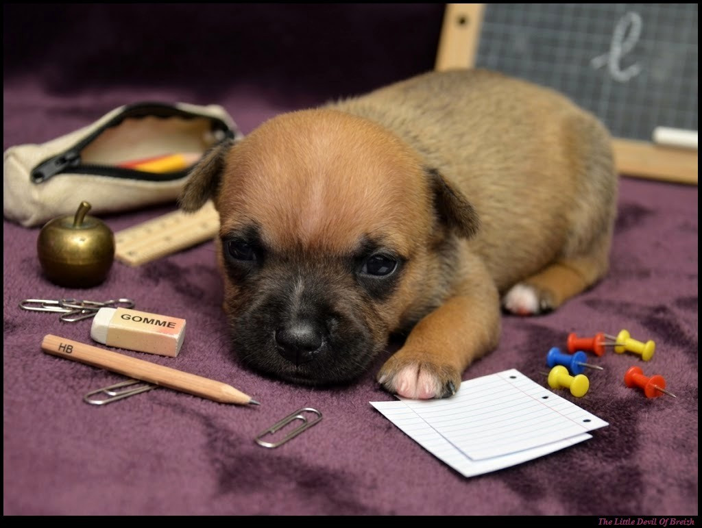 CHIOT 4