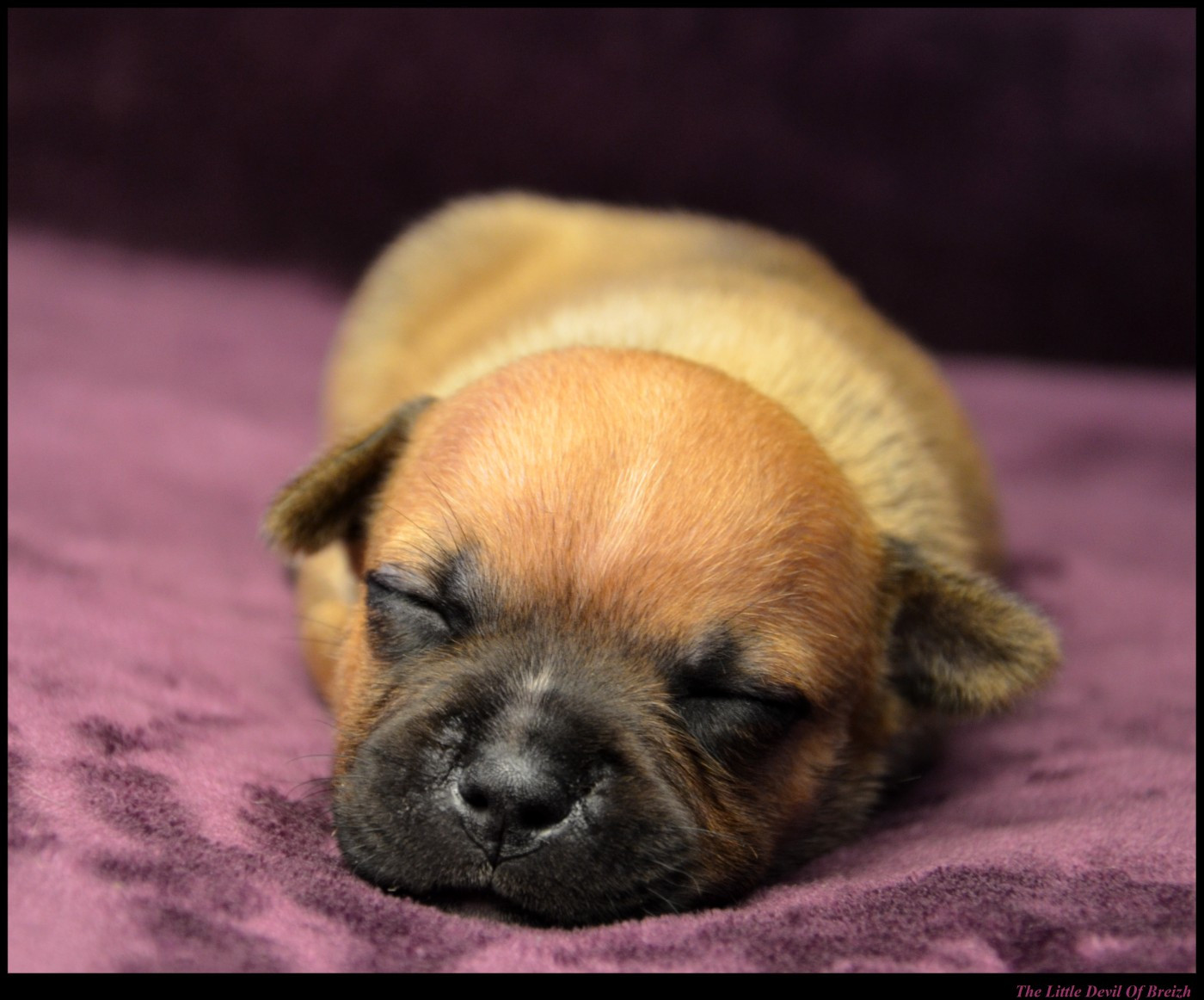 CHIOT 4