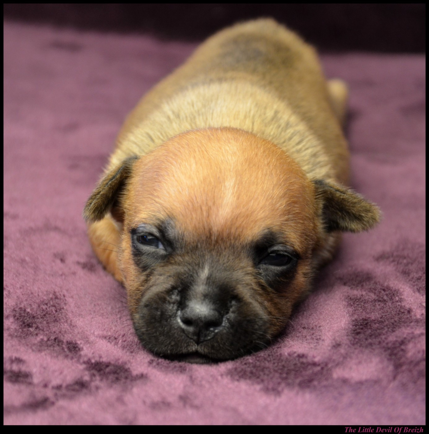 CHIOT 4