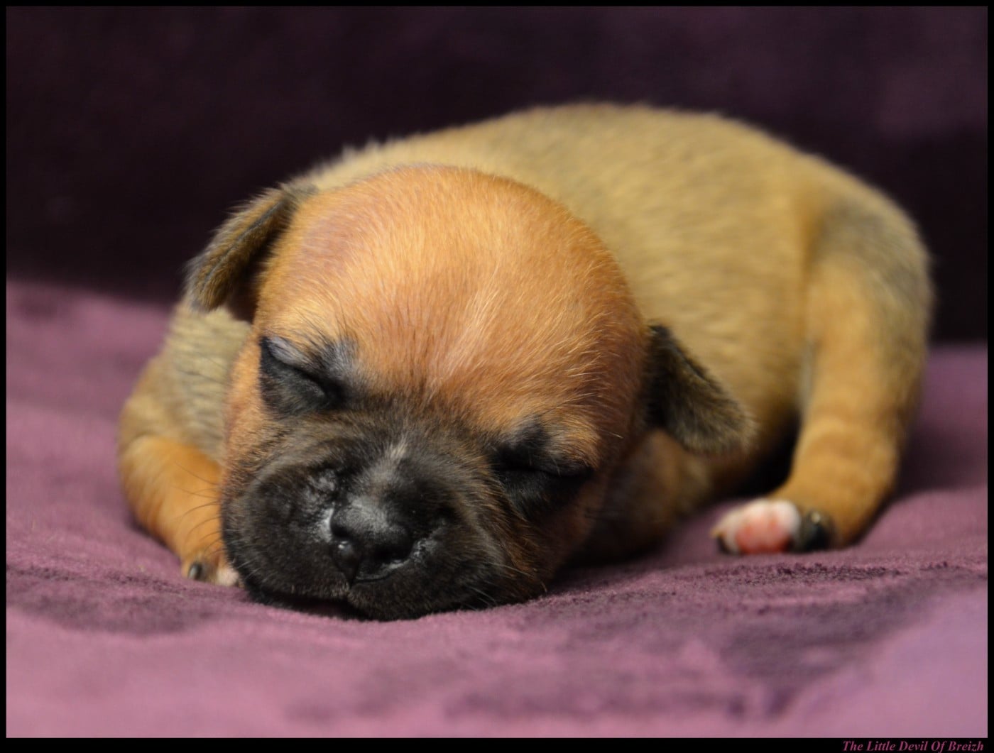 CHIOT 4