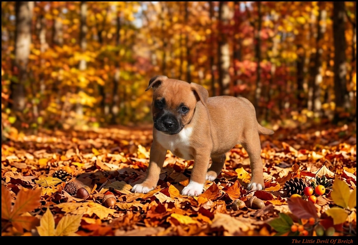Bosko