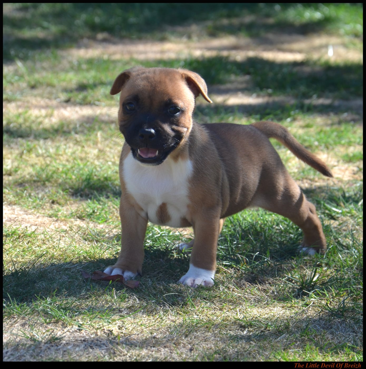 Bosko