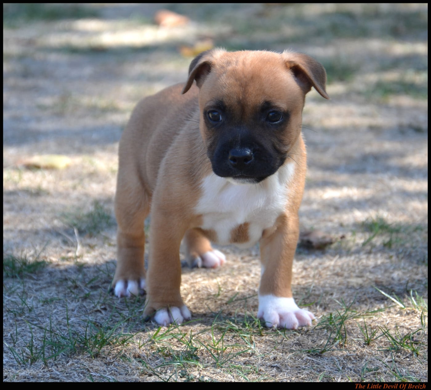 Bosko