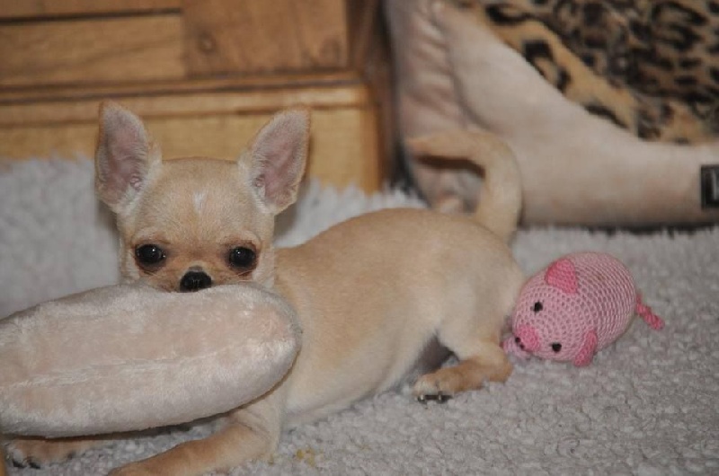 Publication : du Royaume d'Isthar