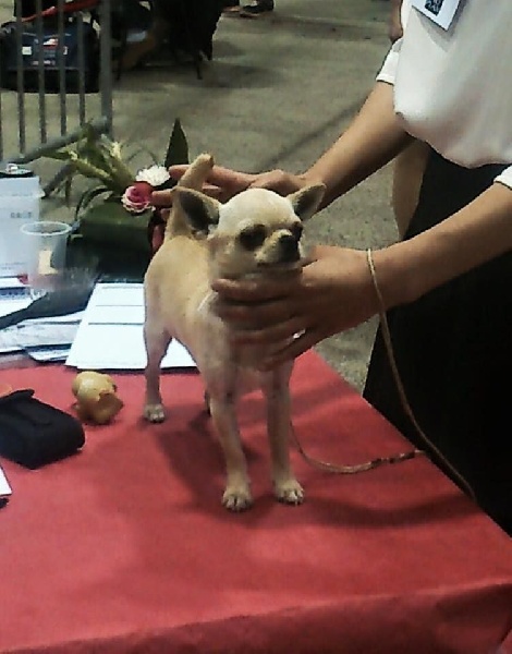 CH. philfort Axel thomas witsel - 1er Excellent Classe Jeune - Meilleur Jeune