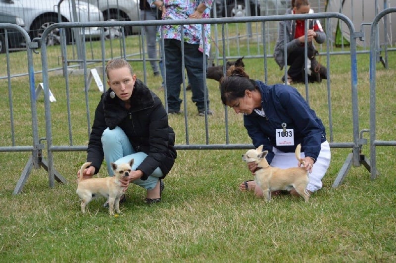 CH. philfort Axel thomas witsel - 1er Excellent Classe Jeune - Meilleur Jeune