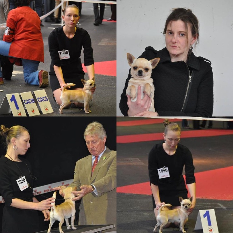 CH. philfort Axel thomas witsel - 1er EXc Classe Inter **CACS** CACIB**