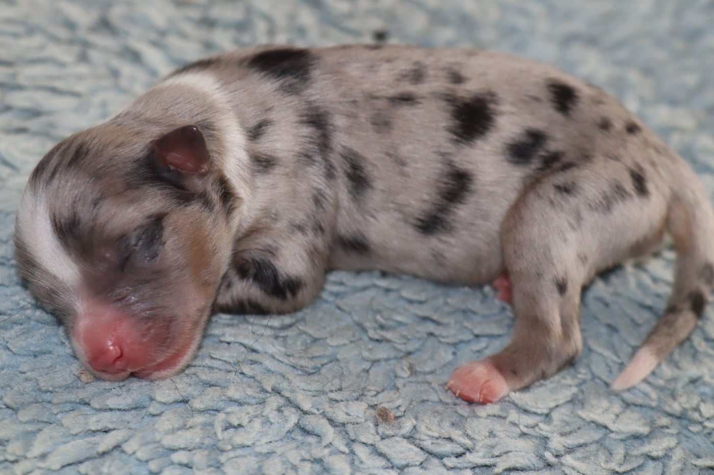 CHIOT 3 - Berger Américain Miniature 