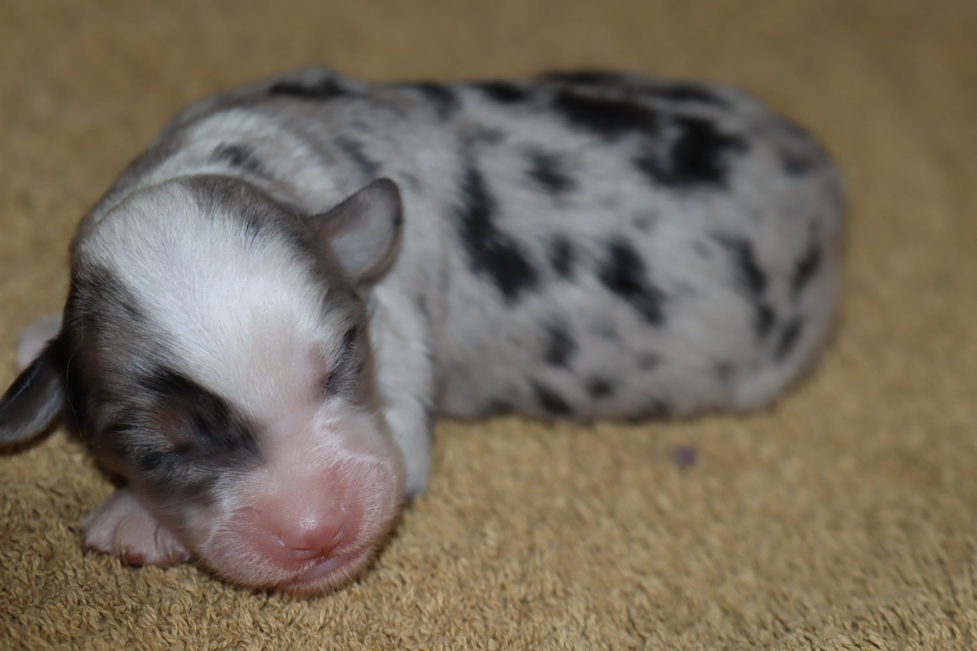 CHIOT 2 - Berger Américain Miniature 